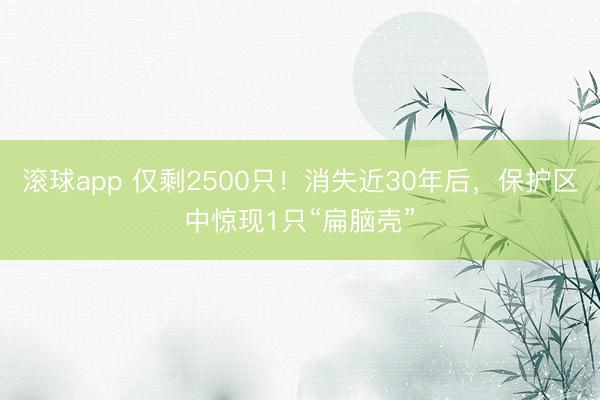 滚球app 仅剩2500只!消失近30年后,保护区中惊现1只“扁脑壳”