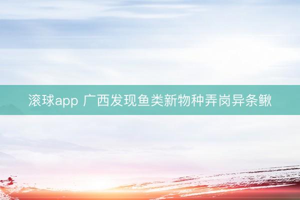 滚球app 广西发现鱼类新物种弄岗异条鳅