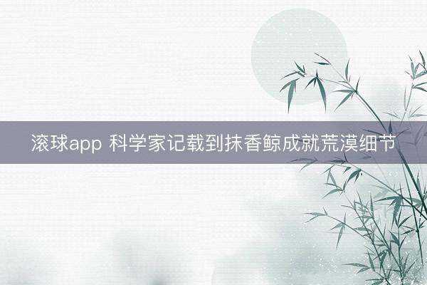 滚球app 科学家记载到抹香鲸成就荒漠细节