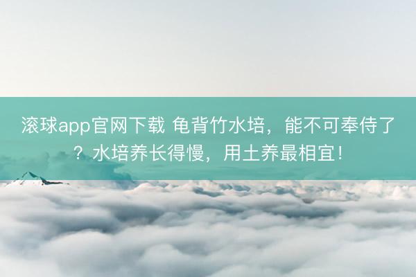 滚球app官网下载 龟背竹水培，能不可奉侍了？水培养长得慢，用土养最相宜！