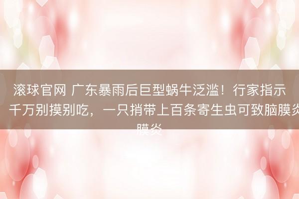 滚球官网 广东暴雨后巨型蜗牛泛滥！行家指示：千万别摸别吃，一只捎带上百条寄生虫可致脑膜炎